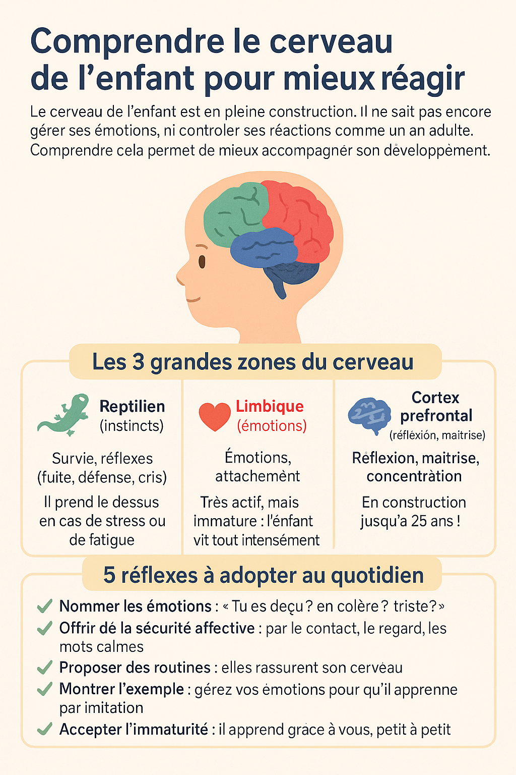 cerveau